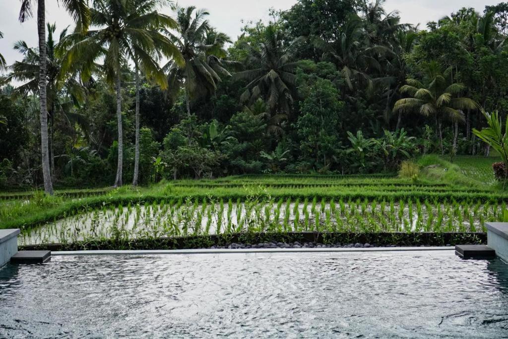 The Banana'S Kumbe Villa Tampaksiring エクステリア 写真